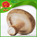 Chinese Organic Food Hongos comestibles Hongos comestibles 4-5cm Seta secada de flores blancas